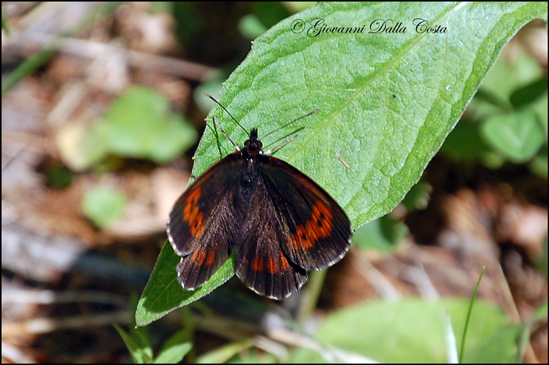 Erebia da identificare 2